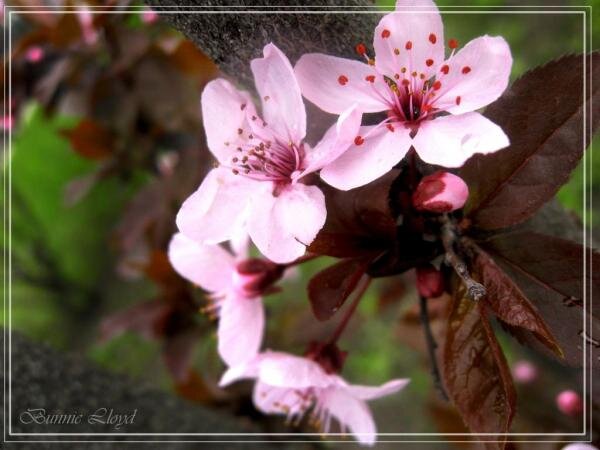 райские яблочки в цвету