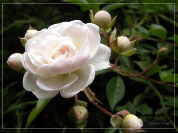 чайная роза