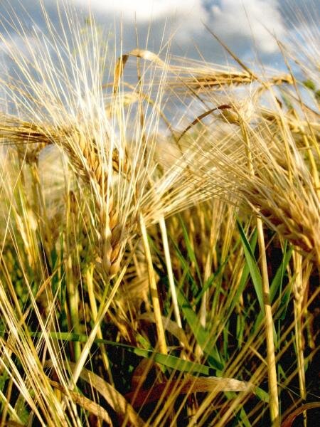 гордость Украины