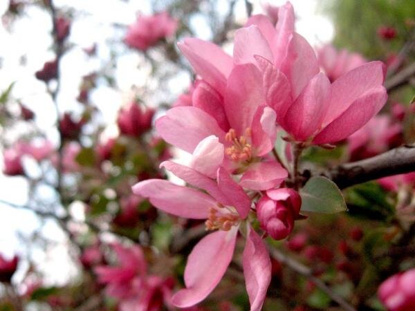 все в цвету - весна!