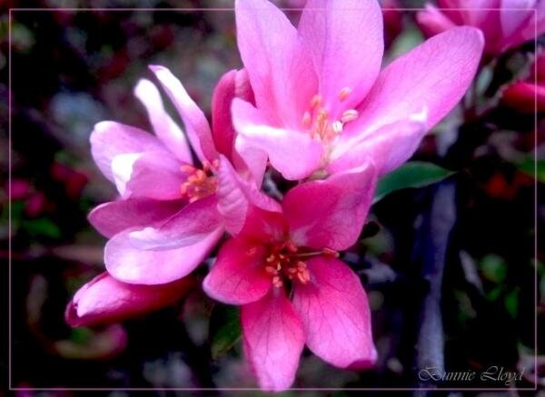 райские яблочки