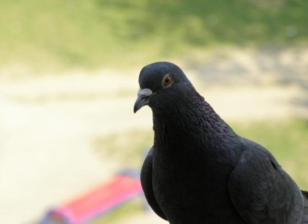 голубка на окне