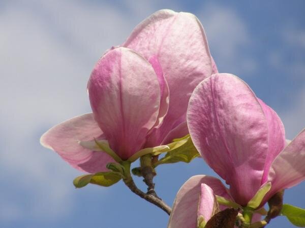 магнолии цветут