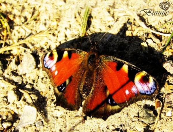 бабочка - наверное, последняя в этом сезоне)