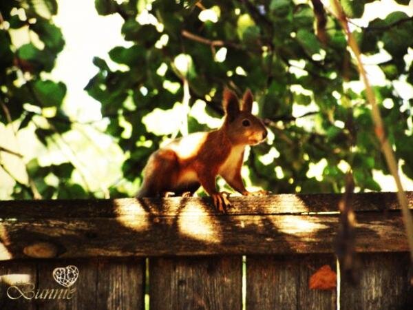 белочка красавица