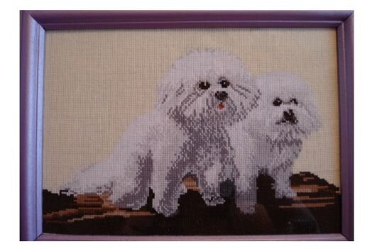 две собачки