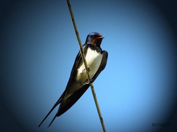 первая ласточка :)
