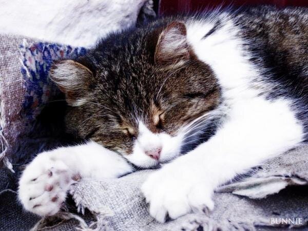 послеобеденная дрёма