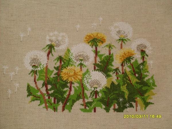 одуванчики1