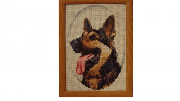 Золотое руно. Немецкая овчарка.