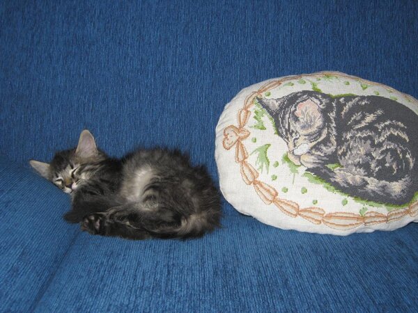 подушка с котом:))