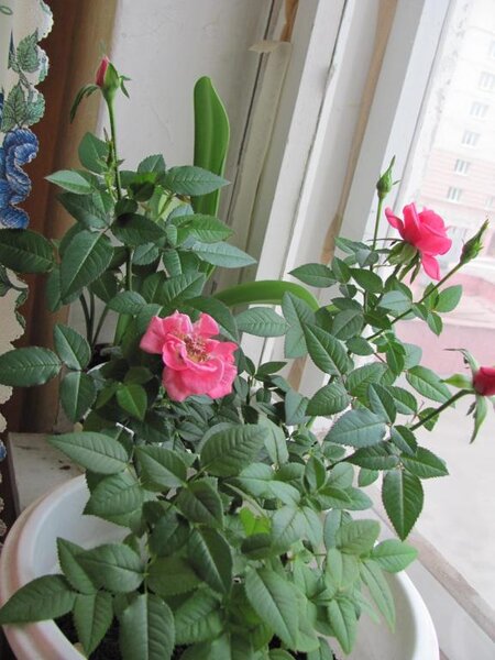 Роза, купила маленький отросточек (уже отцветший) в жару в прошлом году, вот вымахал =))