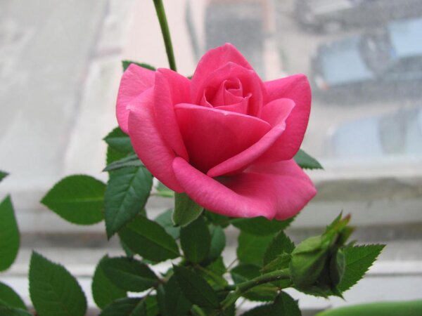 Поближе один из бутонов (цветет кстати круглый год!)