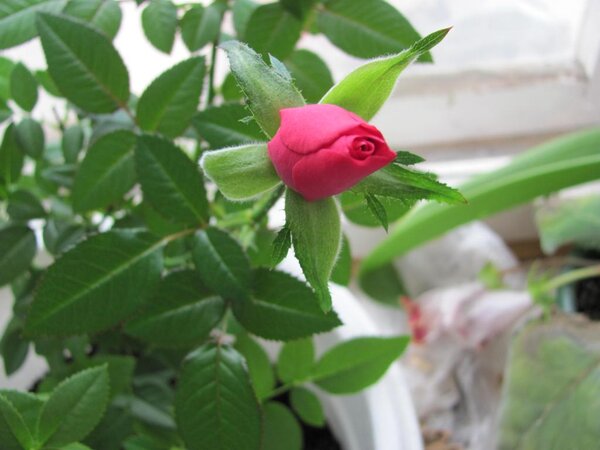 Поближе один из бутонов 
Бутон еще неоткрылся..