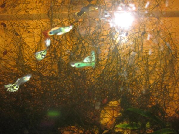 Гуппи, жалко мальков невидно...