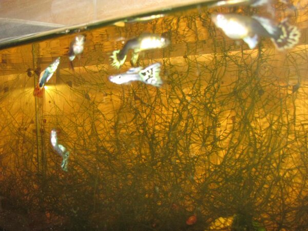 Мои рыбки. Гуппи. 3года назад их было только 4 самки (самцы умерли после того как купила одну девочку больную) и я решила больше не покупать, пусть умерают. А самки раз и через пол года каждая начала регулярно рожать, вот и результат..