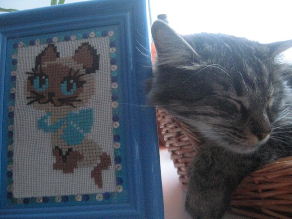 котёнок ГАВ