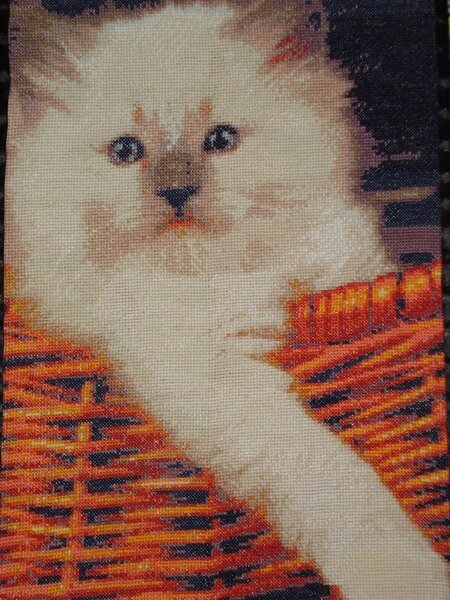 кот в корзине