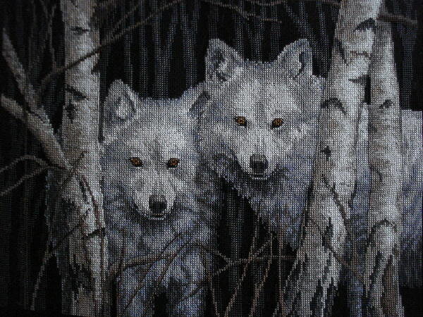 белые волки