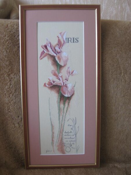 IMG 3120
LANARTE IRIS