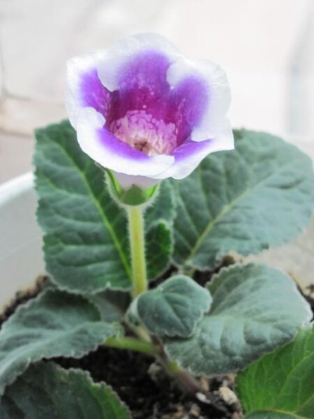 Глоксиния.
ноябрь 2010г.