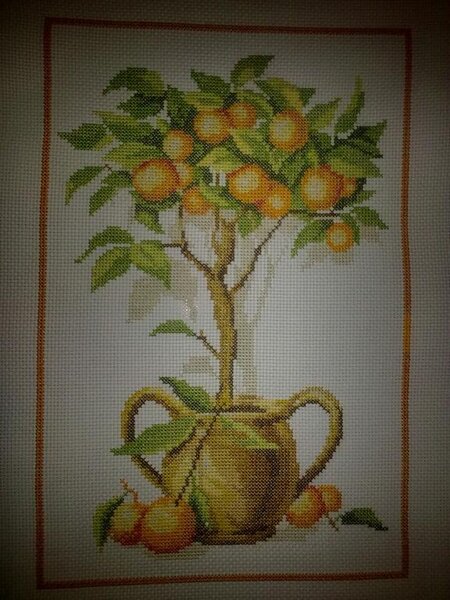 Апельсиновое дерево