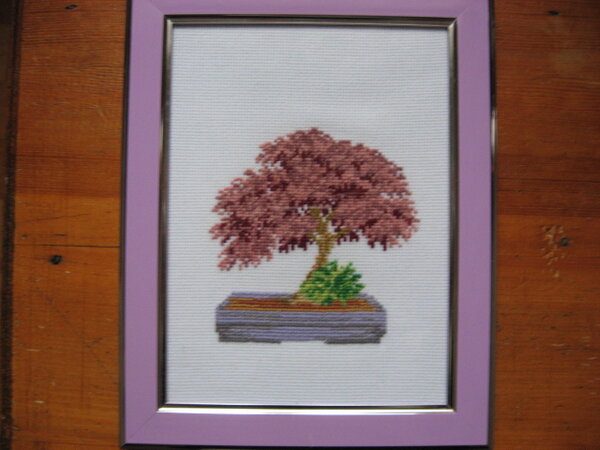 IMG 5482   Бонсай