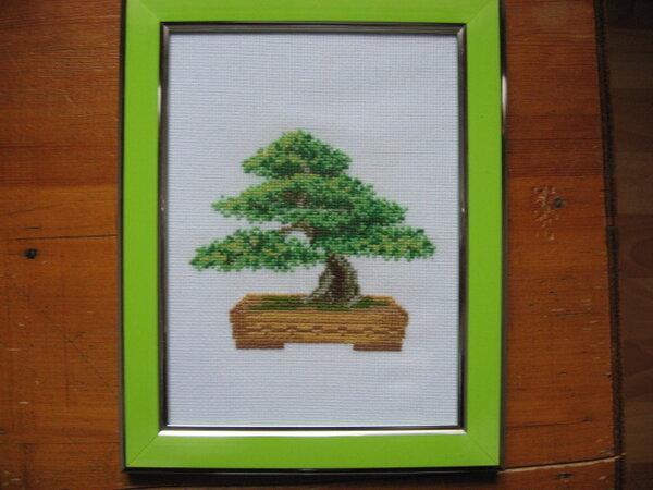 IMG 5483   Бонсай