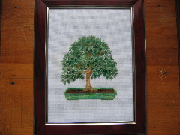 IMG 5485   Бонсай