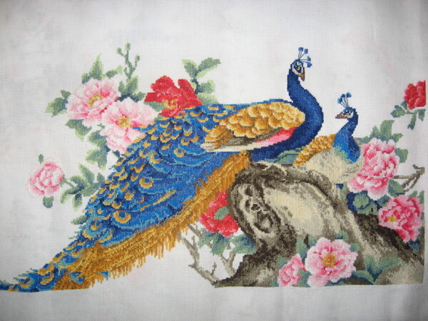 IMG 5786   Павлины