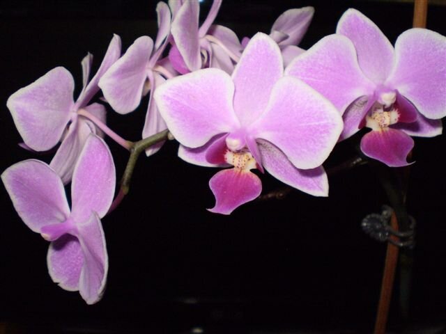 Орхидея вида фаленопсис.