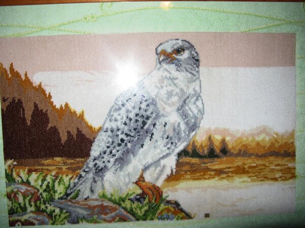 IMG 0529 Ястреб