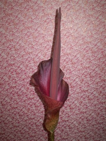 Аморфофаллюс