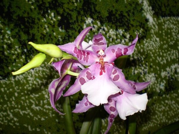 Беаллара-расцвела неделю назад