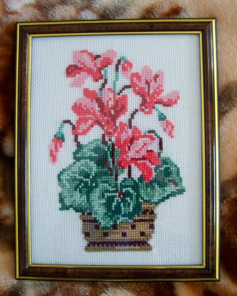 Цикламены - работа моей мамы