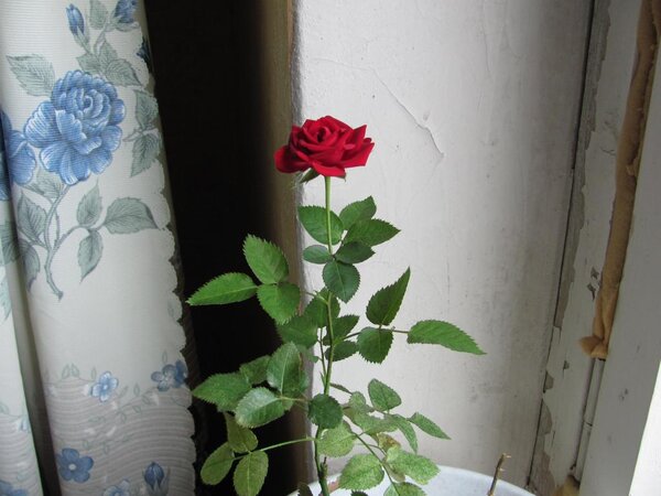 Моя новая роза.