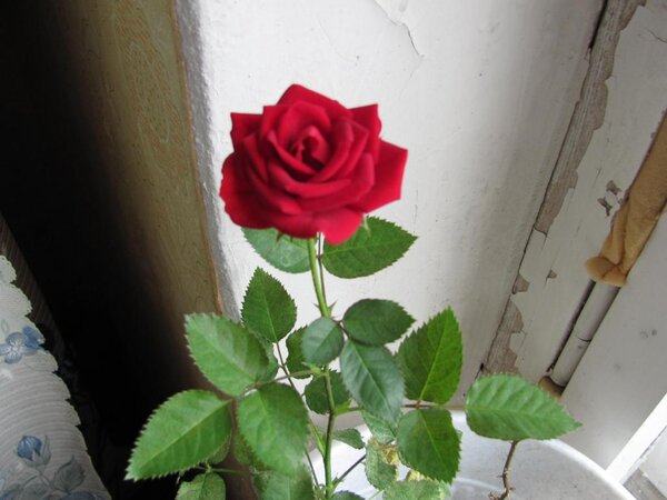 Моя новая роза.