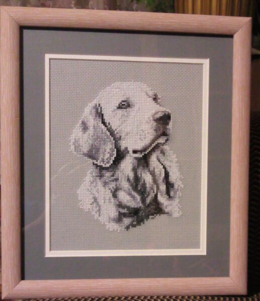 Золотистый ретривер