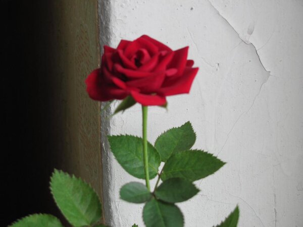 Моя новая роза.
Купила осенью, сказали что бордовая она. Оказалась же темно-красной. Я все равно рада =))