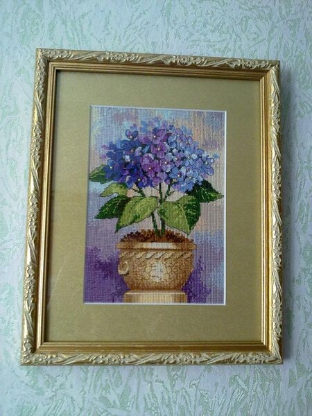 гортензия в цвету