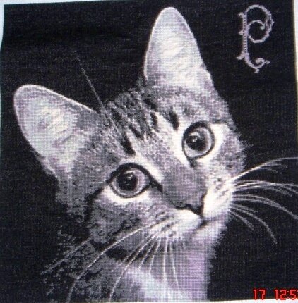 грустный кот