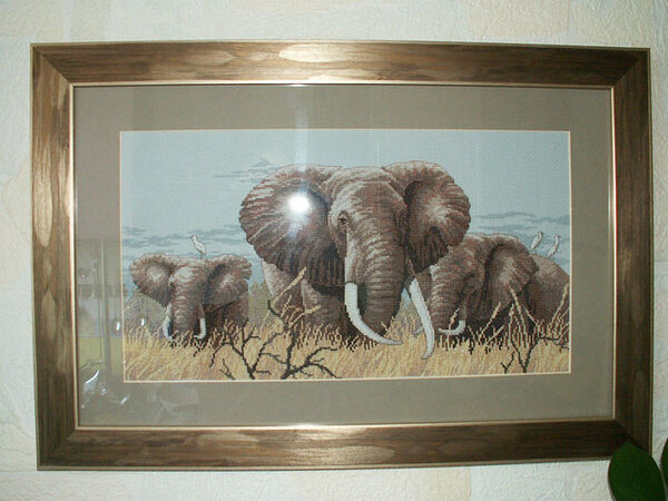 Слоны. Тоже Дим мой любимый