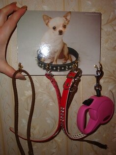 для ошейников и поводков, декупаж