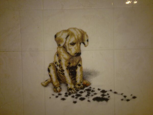 шенок не оформленный