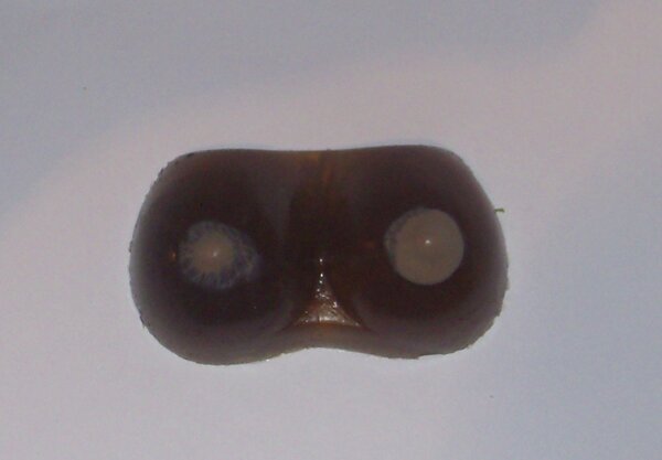 Мылко с запахом морской волны. Сделано по заказу мужа.