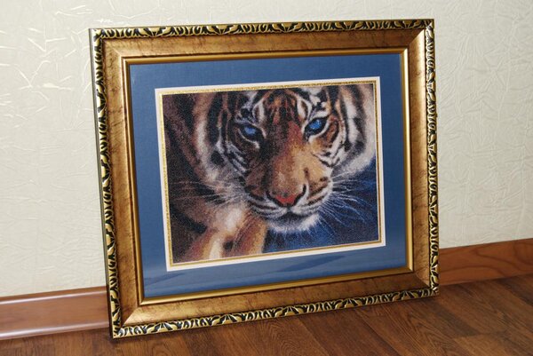 Голубоглазый тигр. Подбор. Гамма.