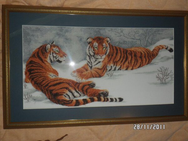 Амурские тигры