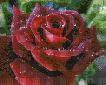 бордо роза в анкоре 50 цв