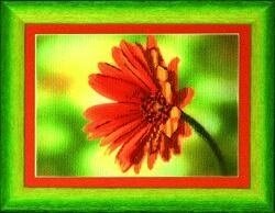 гербера от Чаривна мить