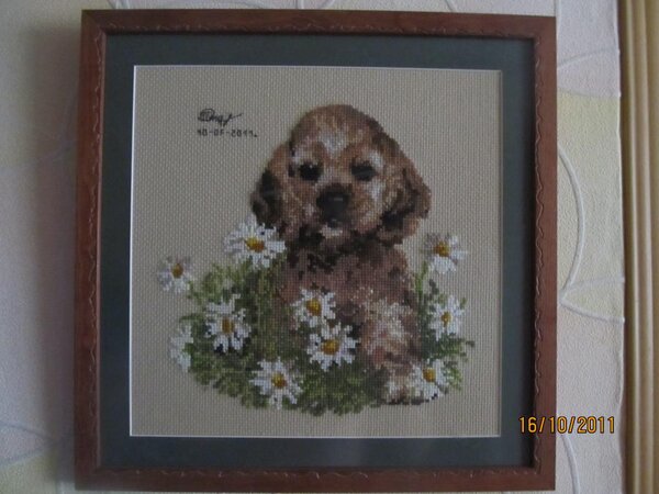 риолис щенок в ромашках